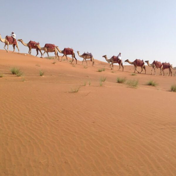 camels carvan