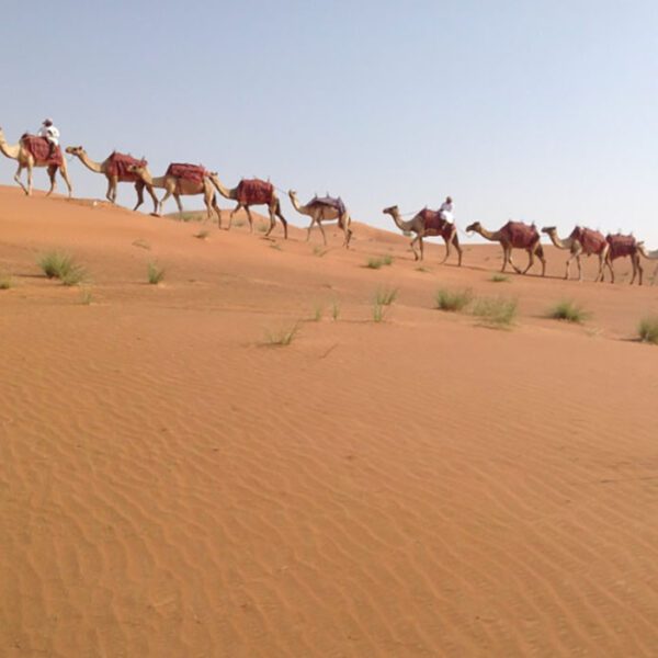 camels carvan